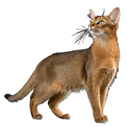 Imagen PNG para descargar